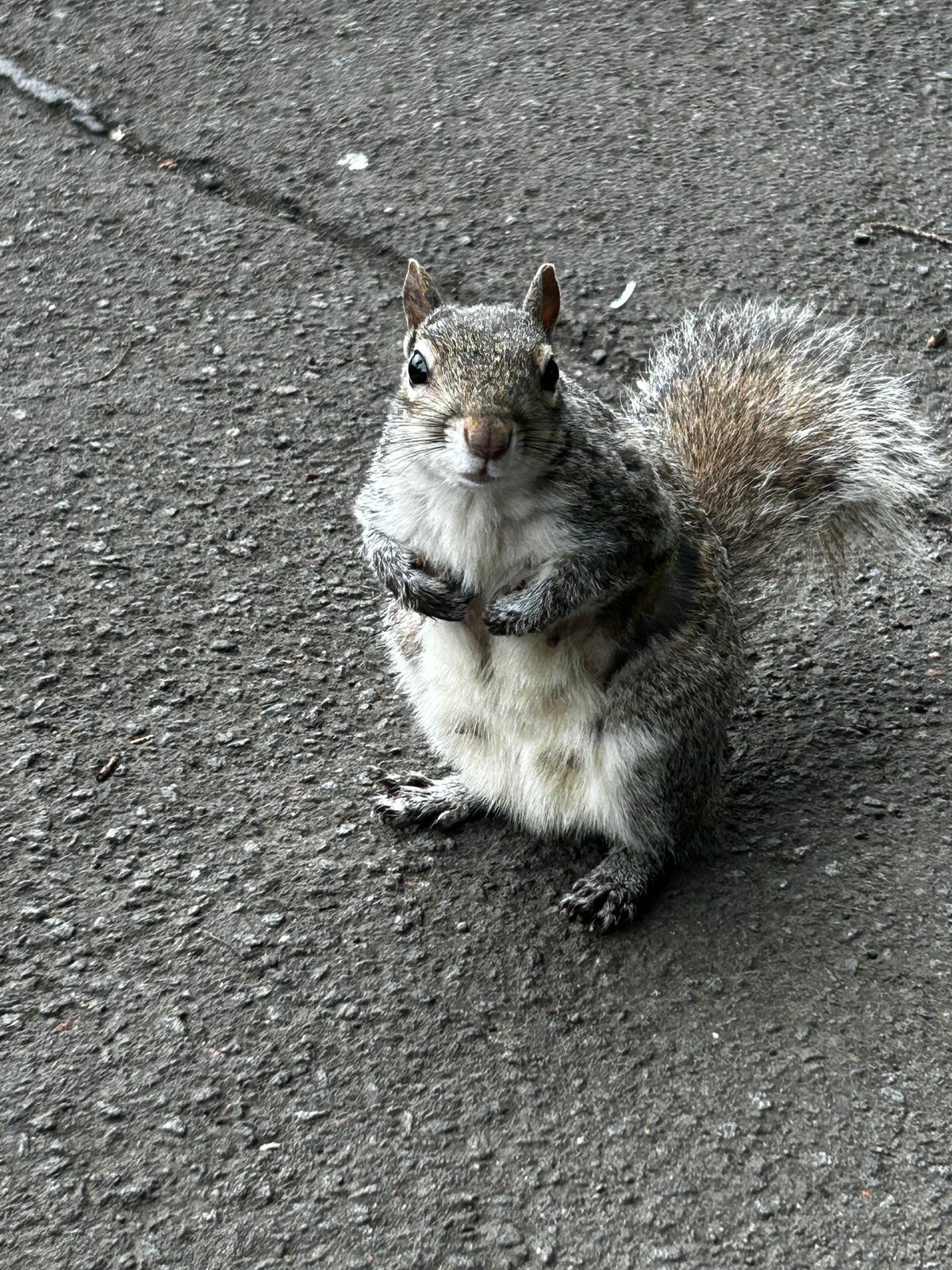 Eekhoorn in Kelvingrove Park in Glasgow
